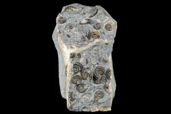 Ammonite (Promicroceras) Cluster - Marston Magna, England #176359